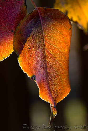 Ornamental Plum