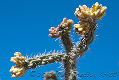 Cacti in Winter