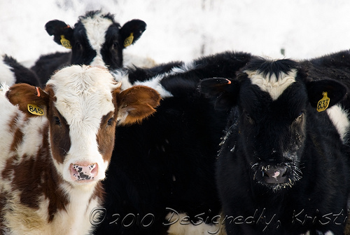 Farm Sights