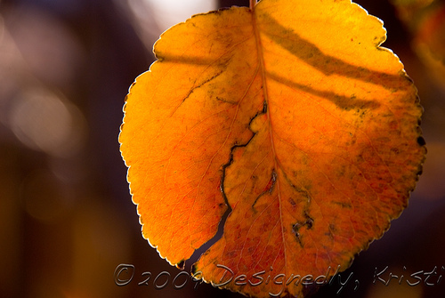 Ornamental Plum