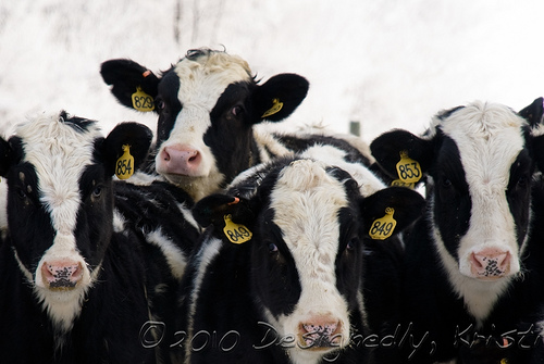 Farm Sights