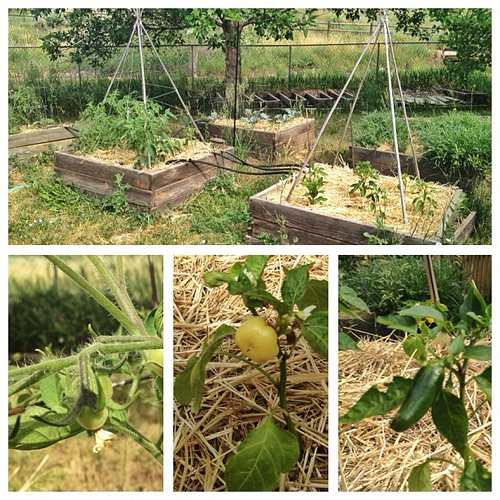 North garden area, June 24th. A couple peppers (paprika and El Jefe) and one tomato plant have some sets!