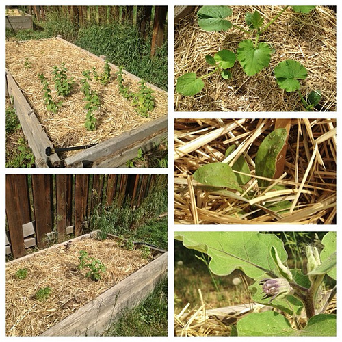 West garden (herbs) on the left and more from the North on the right. All from June 24th.