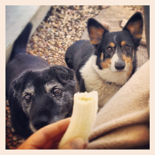 When bananas are part of breakfast, I always have enthusiastic companions by my side!