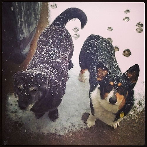 Let us in you crazy lady! We don't go out in May snow! #snowinmay