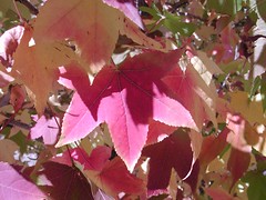 Japanese Maple Leaves