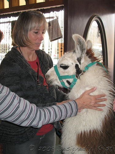 Llama @ Nanytutu's