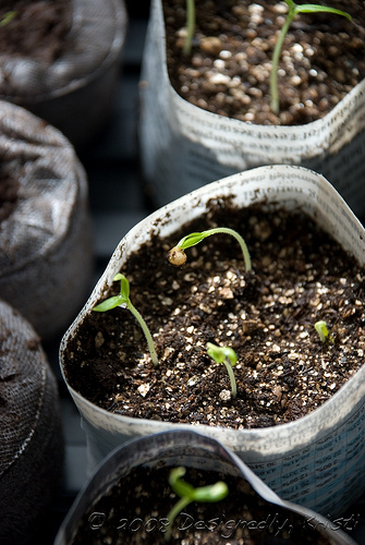 Eggplant - Black Beauty Seedlings