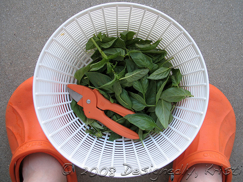 Basil Cutting 2