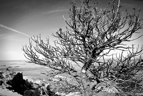 Tree with Contrail Sky - B&W