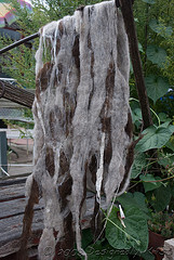 DSC_9092wtmk.jpg