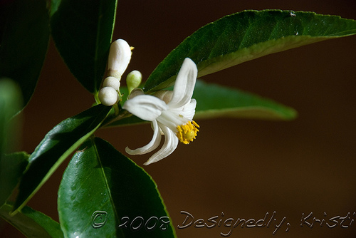 Lemon Blossom