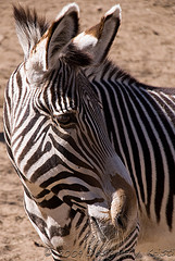 DSC_0704wtmk.jpg