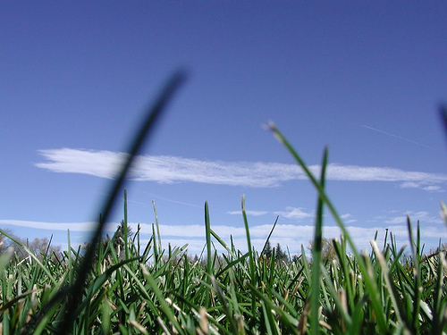 Serendipitous Grass