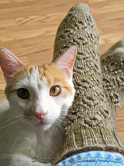 Rembrandt with Pawprint Socks