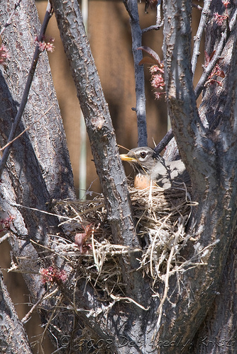 Robin Nesting in Plum Tree