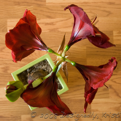 Red Pearl Amaryllis - Top View