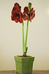 Red Pearl Amaryllis