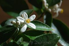 Flowering Lemon Tree