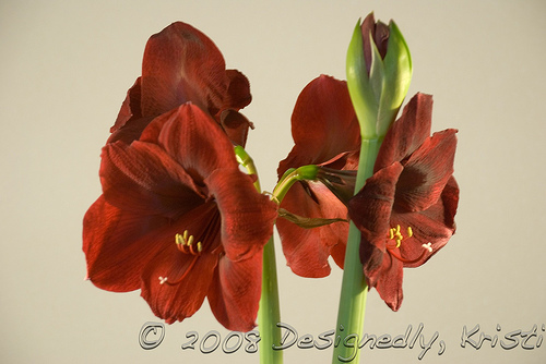 Red Pearl Amaryllis