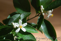 Flowering Lemon