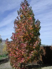 Japense Maple in Autumnal Splendor