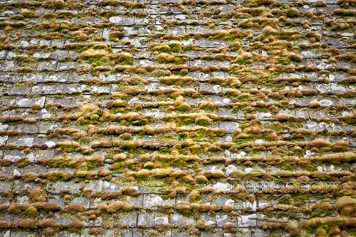 Mossy Shingles