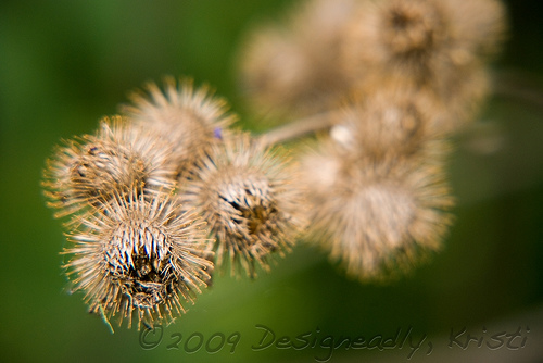 Cockelburrs