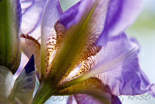 Backlit Iris 1