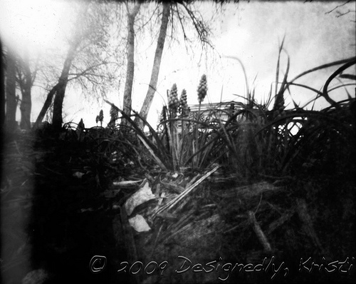 My Third Pinhole Photo