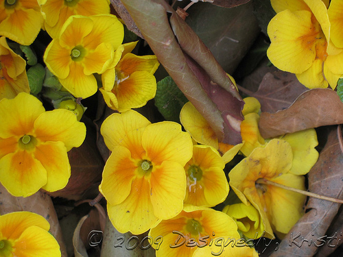 Early Spring Blooms in Mary Ann's Garden