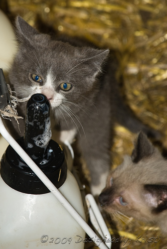Smart Kitten