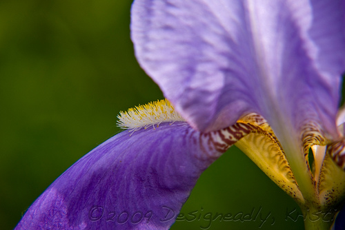 Iris