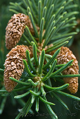 Close Up