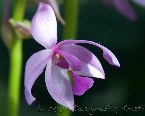 Orchid