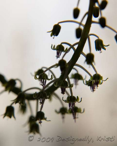 And Still More Tiny Flowers