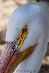 DSC_0770-2wtmk.jpg