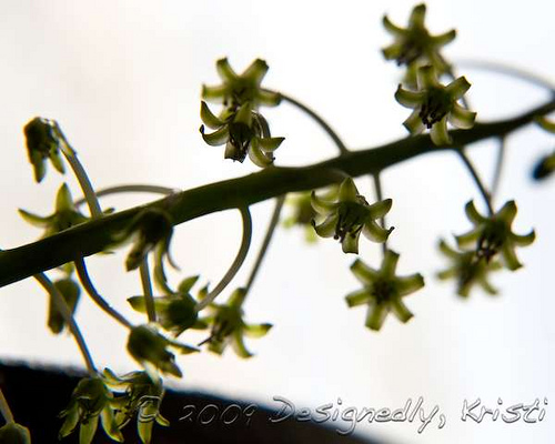 More Tiny Flowers