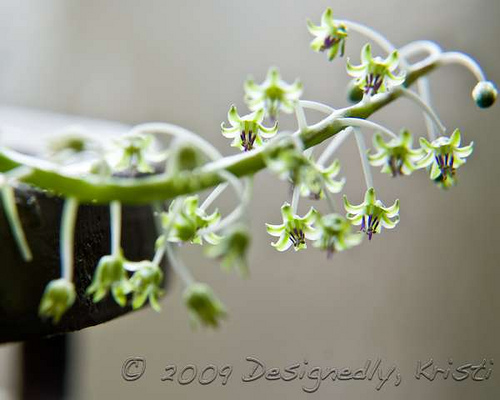 Teeny Tiny Flowers