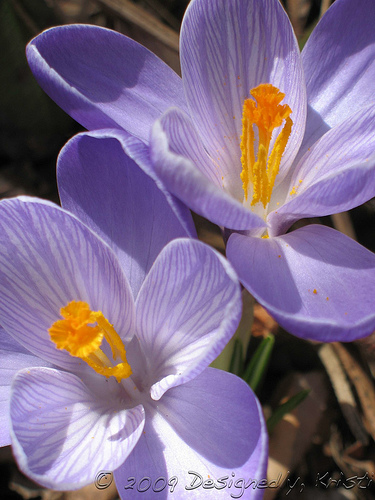 Crocus