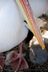 DSC_0776wtmk.jpg