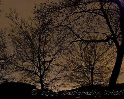 Trees At Night