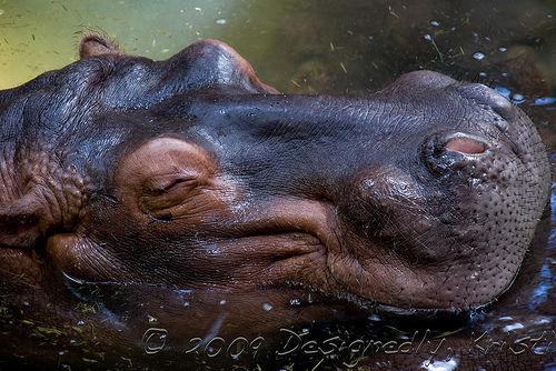 DSC_0838wtmk.jpg