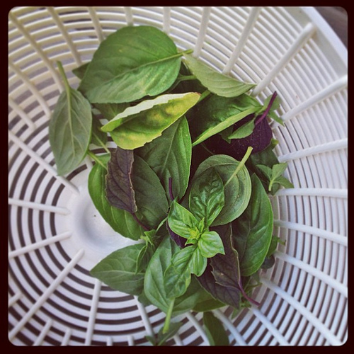 First measurable basil harvest! 5 varieties, all of which are going into a watermelon and cucumber salad inspired by Moe's BBQ.