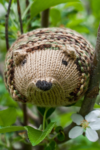 Camo Hedgehog 1