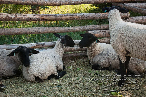 Sheep
