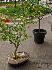 Bonsai Plants