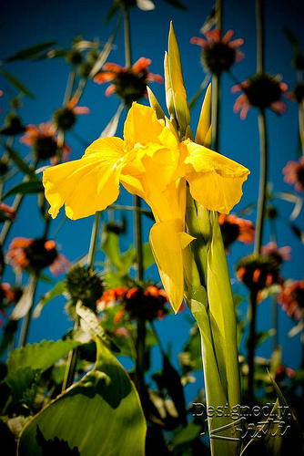 Flowers at Mount Vernon Garden