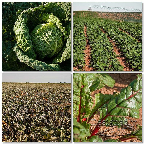 Farm Tour Field Mosaic