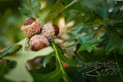 Acorns